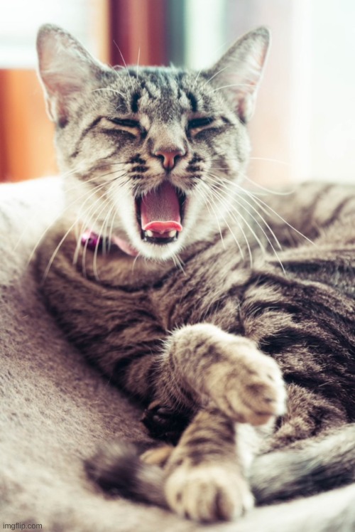 Kitty is as tired as us | image tagged in kitten,cat,yawn,tired cat,gorgeous,stop reading the tags | made w/ Imgflip meme maker
