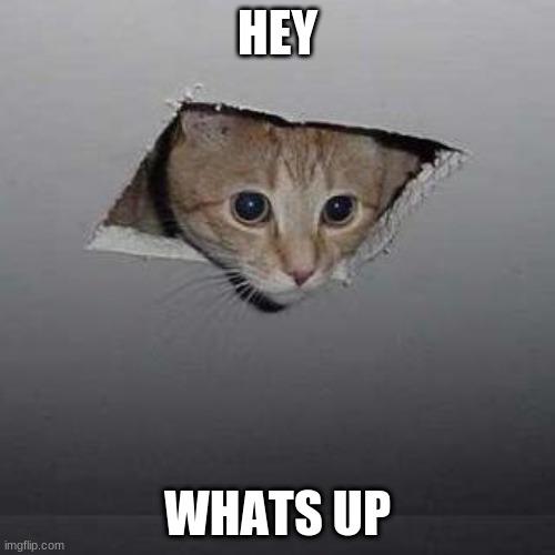 whats good | HEY; WHATS UP | image tagged in memes,ceiling cat | made w/ Imgflip meme maker
