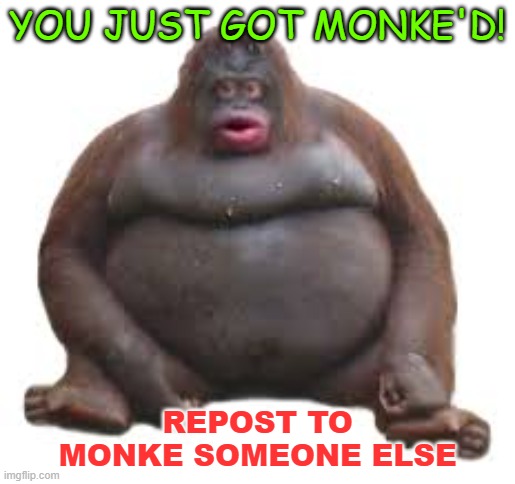 youve been monke'd | YOU JUST GOT MONKE'D! REPOST TO MONKE SOMEONE ELSE | image tagged in monkey | made w/ Imgflip meme maker