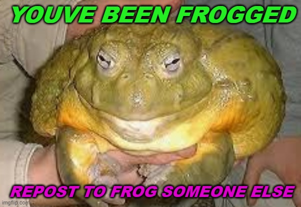 frogged | YOUVE BEEN FROGGED; REPOST TO FROG SOMEONE ELSE | image tagged in frog | made w/ Imgflip meme maker
