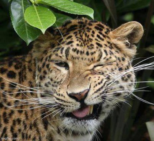 Big Cat Wink | image tagged in big cat wink | made w/ Imgflip meme maker