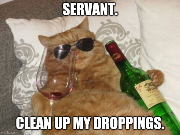 Wine Cat Birthday | SERVANT. CLEAN UP MY DROPPINGS. | image tagged in wine cat birthday | made w/ Imgflip meme maker
