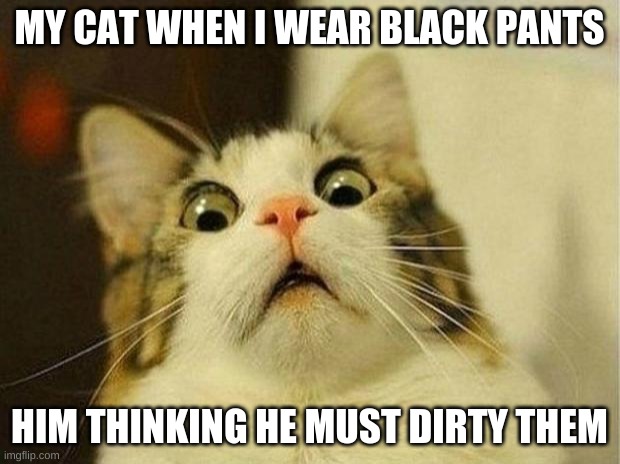 Oh Bruno :< | MY CAT WHEN I WEAR BLACK PANTS; HIM THINKING HE MUST DIRTY THEM | image tagged in memes,scared cat | made w/ Imgflip meme maker