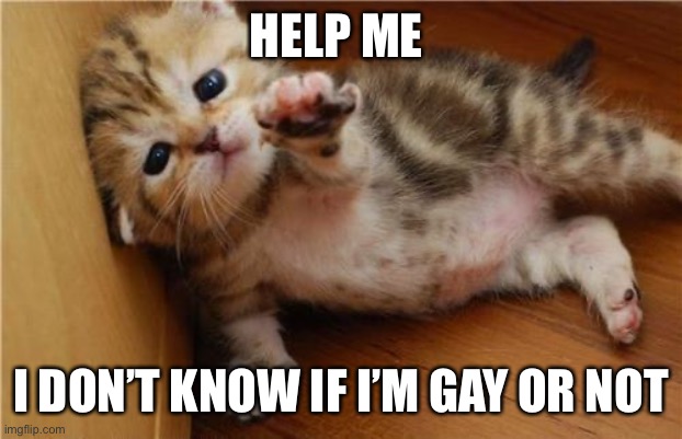 Help me in the comments | HELP ME; I DON’T KNOW IF I’M GAY OR NOT | image tagged in help me kitten | made w/ Imgflip meme maker
