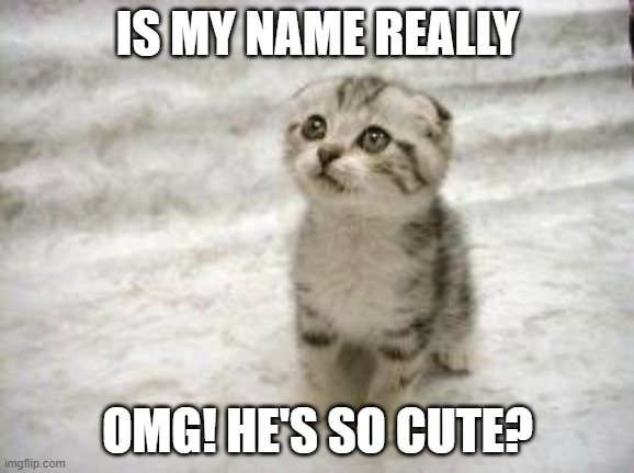 Wow. | IS MY NAME REALLY; OMG! HE'S SO CUTE? | image tagged in memes,sad cat | made w/ Imgflip meme maker