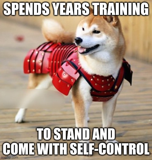 Virtues of the Bushidōg: Jisei | SPENDS YEARS TRAINING; TO STAND AND COME WITH SELF-CONTROL | image tagged in dog,samurai | made w/ Imgflip meme maker