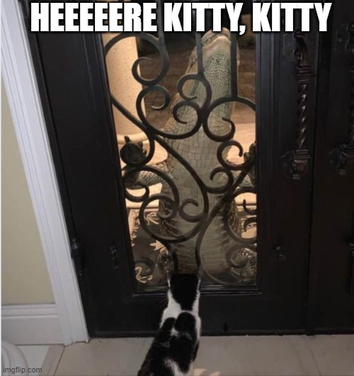 come out and play | HEEEEERE KITTY, KITTY | image tagged in cats,alligator,funny animals | made w/ Imgflip meme maker