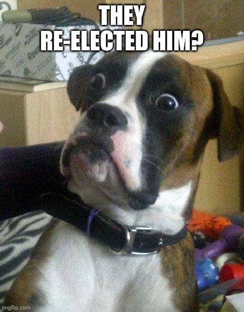 Surprised Dog | THEY RE-ELECTED HIM? | image tagged in surprised dog | made w/ Imgflip meme maker