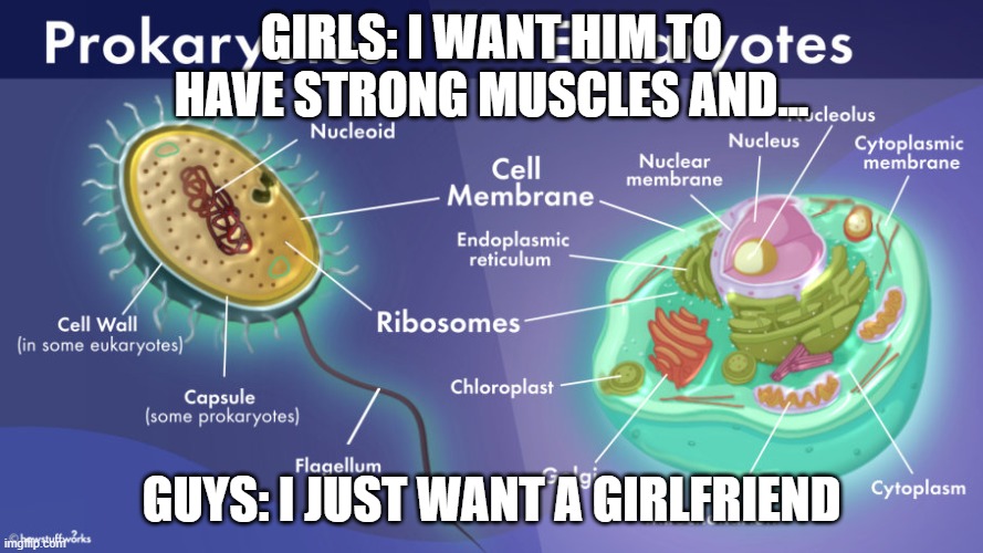 prokaryotes vs eukaryotes | GIRLS: I WANT HIM TO HAVE STRONG MUSCLES AND... GUYS: I JUST WANT A GIRLFRIEND | image tagged in memes | made w/ Imgflip meme maker