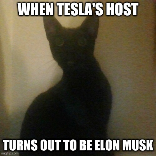 The Living Tombstone's Tesla = Elon Musk | WHEN TESLA'S HOST; TURNS OUT TO BE ELON MUSK | image tagged in music,remix,cat,inside joke,pun | made w/ Imgflip meme maker