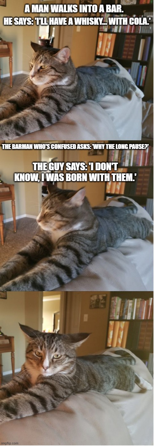 Bad Cat Joke | A MAN WALKS INTO A BAR. HE SAYS: 'I'LL HAVE A WHISKY... WITH COLA.'; THE BARMAN WHO'S CONFUSED ASKS: 'WHY THE LONG PAUSE?'; THE GUY SAYS: 'I DON'T KNOW, I WAS BORN WITH THEM.' | image tagged in bad cat joke,memes,jokes,funny,cats,bad pun | made w/ Imgflip meme maker