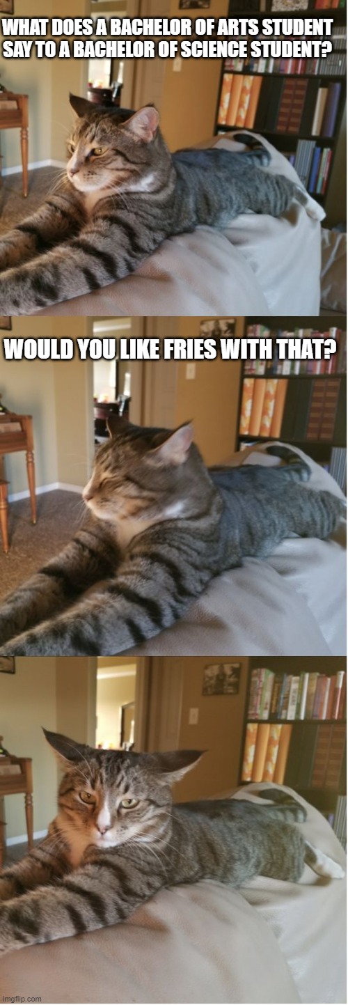 Bad Cat Joke | WHAT DOES A BACHELOR OF ARTS STUDENT SAY TO A BACHELOR OF SCIENCE STUDENT? WOULD YOU LIKE FRIES WITH THAT? | image tagged in bad cat joke,memes,degree,cats,meme,funny | made w/ Imgflip meme maker