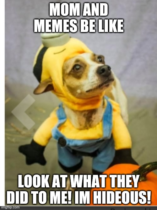 I'm hediouse! | MOM AND MEMES BE LIKE; LOOK AT WHAT THEY DID TO ME! IM HIDEOUS! | image tagged in dog | made w/ Imgflip meme maker