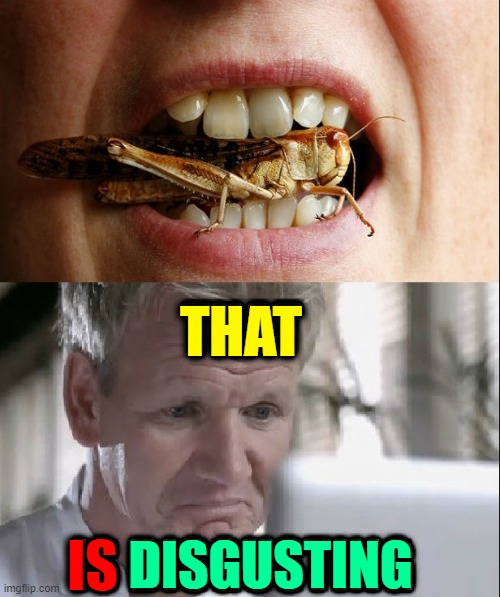 That Cricket is so undercooked Pinocchio wants to talk to it! | THAT; DISGUSTING; IS | image tagged in vince vance,eating healthy,insects,grasshopper,memes,chef gordon ramsay | made w/ Imgflip meme maker