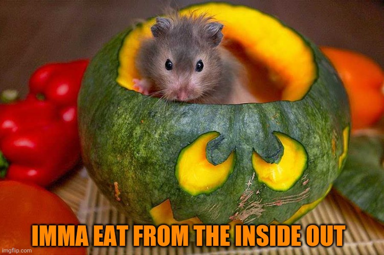 CARVE OUT THE FACE WHILE YOUR AT IT | IMMA EAT FROM THE INSIDE OUT | image tagged in hamster,pumpkin,halloween,spooktober,aww | made w/ Imgflip meme maker