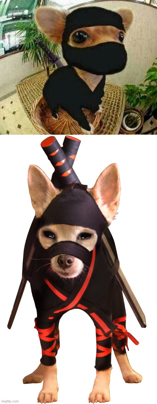 Ninja dogs | image tagged in ninja,ninjas,ninja dog,ninja dogs | made w/ Imgflip meme maker