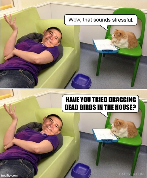 shrink | HAVE YOU TRIED DRAGGING DEAD BIRDS IN THE HOUSE? | image tagged in cat shrink,kewlew | made w/ Imgflip meme maker