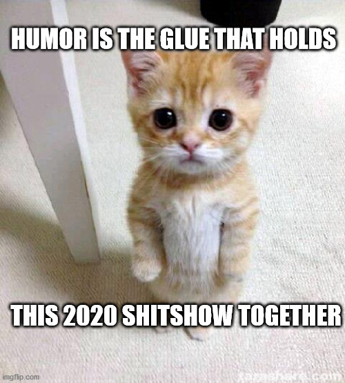 Cute Cat | HUMOR IS THE GLUE THAT HOLDS; THIS 2020 SHITSHOW TOGETHER | image tagged in memes,cute cat | made w/ Imgflip meme maker