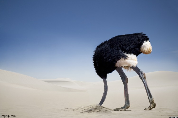 Ostrich head in sand | image tagged in ostrich head in sand | made w/ Imgflip meme maker
