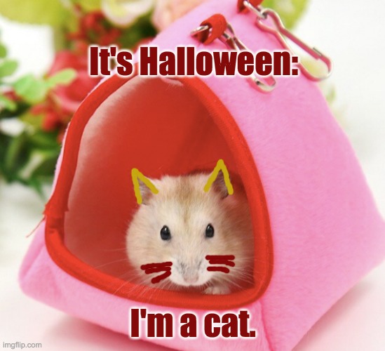 Let's pretend | It's Halloween:; I'm a cat. | image tagged in halloween,costume,cat,hamster | made w/ Imgflip meme maker