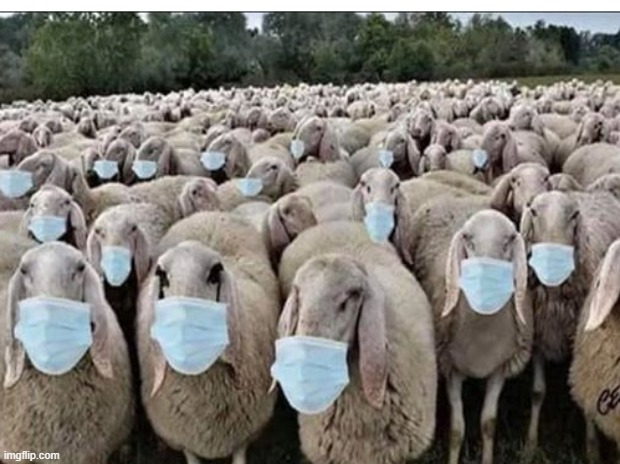 Sheep masks Blank Template - Imgflip