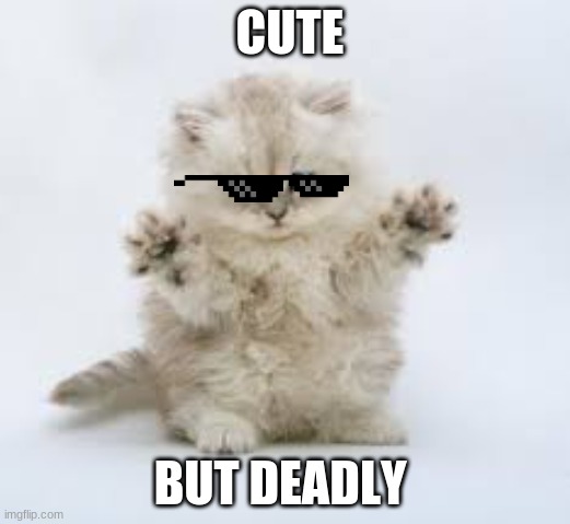 cat | CUTE; BUT DEADLY | image tagged in cats are awesome | made w/ Imgflip meme maker