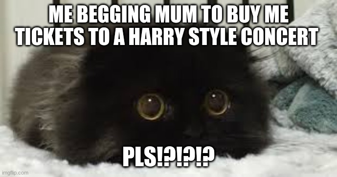 meme | ME BEGGING MUM TO BUY ME TICKETS TO A HARRY STYLE CONCERT; PLS!?!?!? | image tagged in cats are awesome | made w/ Imgflip meme maker