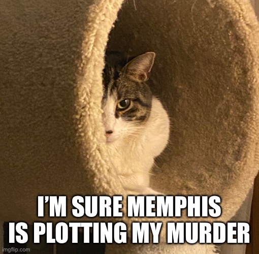 My Cat is plotting my murder | I’M SURE MEMPHIS IS PLOTTING MY MURDER | image tagged in cat,murder,trouble | made w/ Imgflip meme maker