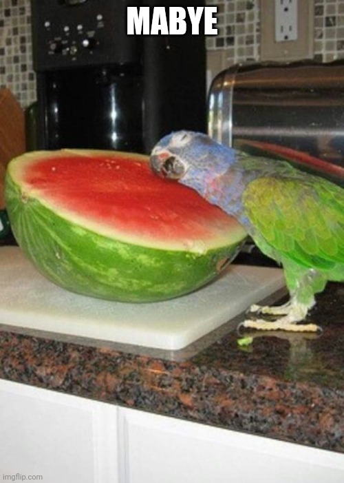 Parrot melon | MABYE | image tagged in parrot melon | made w/ Imgflip meme maker