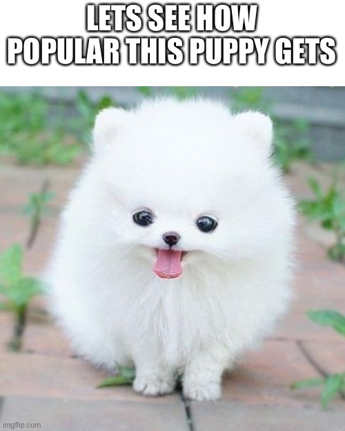 Puppyyyyy | LETS SEE HOW POPULAR THIS PUPPY GETS | image tagged in cute,puppy,aww | made w/ Imgflip meme maker