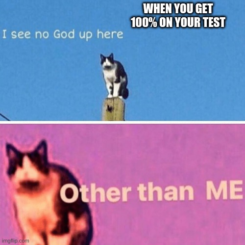 TEST | WHEN YOU GET 100% ON YOUR TEST | image tagged in hail pole cat | made w/ Imgflip meme maker