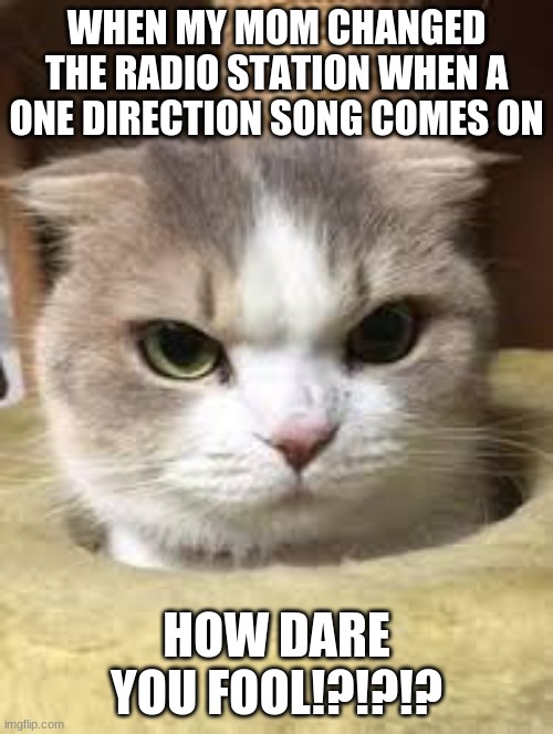 meme | WHEN MY MOM CHANGED THE RADIO STATION WHEN A ONE DIRECTION SONG COMES ON; HOW DARE YOU FOOL!?!?!? | image tagged in cats are awesome | made w/ Imgflip meme maker