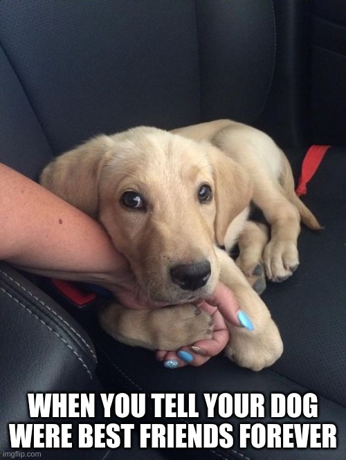 your dog | WHEN YOU TELL YOUR DOG WERE BEST FRIENDS FOREVER | image tagged in dogs,best friends,spoiled | made w/ Imgflip meme maker