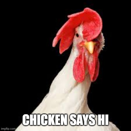 hi | CHICKEN SAYS HI | image tagged in chicken,memes,chicken memes | made w/ Imgflip meme maker