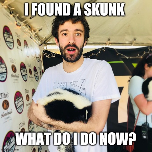 Skunky boi | I FOUND A SKUNK; WHAT DO I DO NOW? | image tagged in skunk | made w/ Imgflip meme maker