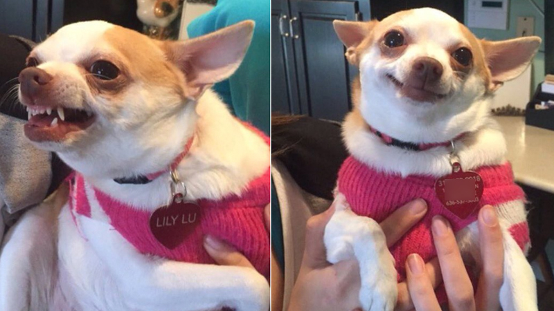 Angry and happy chihuahua Blank Meme Template