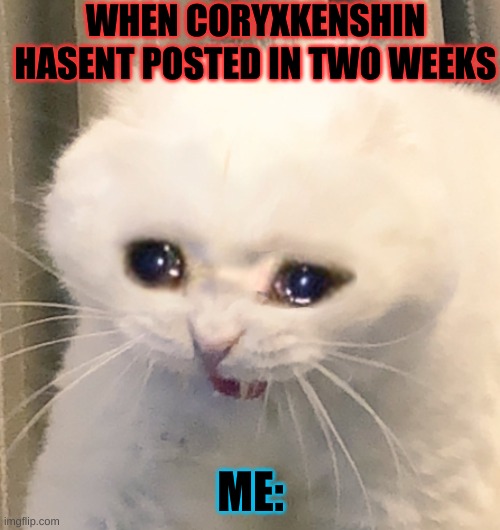 why tho | WHEN CORYXKENSHIN HASENT POSTED IN TWO WEEKS; ME: | image tagged in screaming crying cat | made w/ Imgflip meme maker