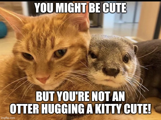 Cuddly friends | YOU MIGHT BE CUTE; BUT YOU'RE NOT AN OTTER HUGGING A KITTY CUTE! | image tagged in otter | made w/ Imgflip meme maker