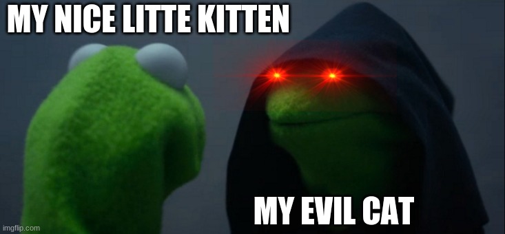 Evil Kermit | MY NICE LITTE KITTEN; MY EVIL CAT | image tagged in memes,evil kermit | made w/ Imgflip meme maker