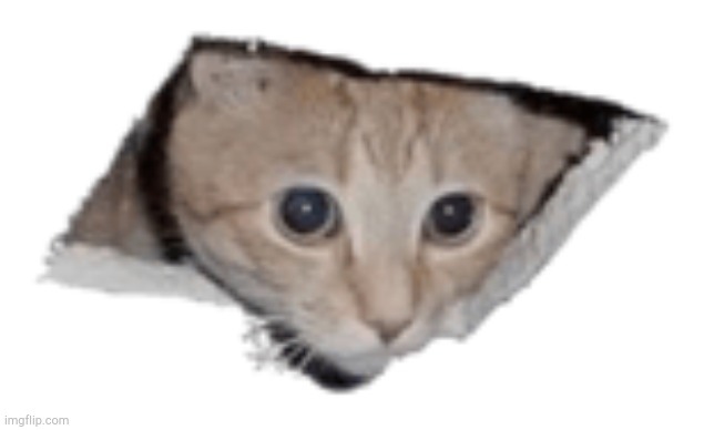 Ceiling cat | image tagged in ceiling cat | made w/ Imgflip meme maker