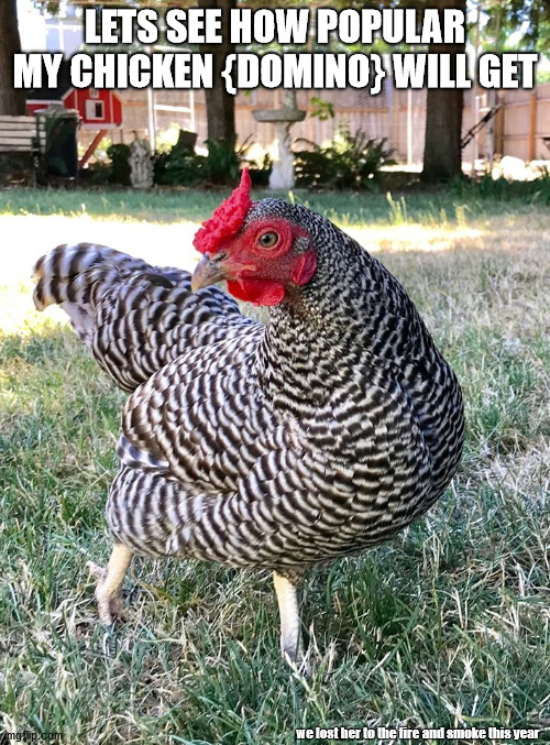 If you hugged her, she would hug you with her neck {I'm not joking}. | LETS SEE HOW POPULAR MY CHICKEN {DOMINO} WILL GET; we lost her to the fire and smoke this year | image tagged in chickens,chicken week | made w/ Imgflip meme maker