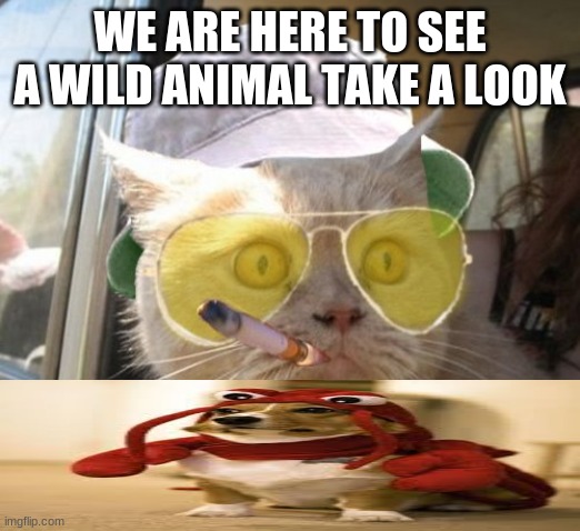 Fear And Loathing Cat Meme | WE ARE HERE TO SEE A WILD ANIMAL TAKE A LOOK | image tagged in memes,fear and loathing cat | made w/ Imgflip meme maker