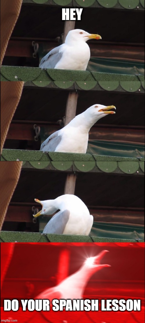 Duolingo notifications be lieke | HEY; DO YOUR SPANISH LESSON | image tagged in memes,inhaling seagull | made w/ Imgflip meme maker