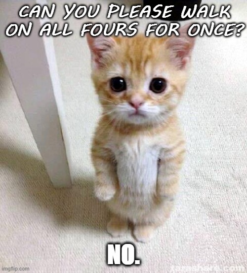Cute Cat | CAN YOU PLEASE WALK ON ALL FOURS FOR ONCE? NO. | image tagged in memes,cute cat | made w/ Imgflip meme maker