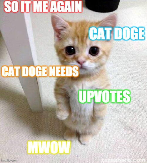 Cute Cat Meme | SO IT ME AGAIN; CAT DOGE; CAT DOGE NEEDS; UPVOTES; MWOW | image tagged in memes,cute cat | made w/ Imgflip meme maker