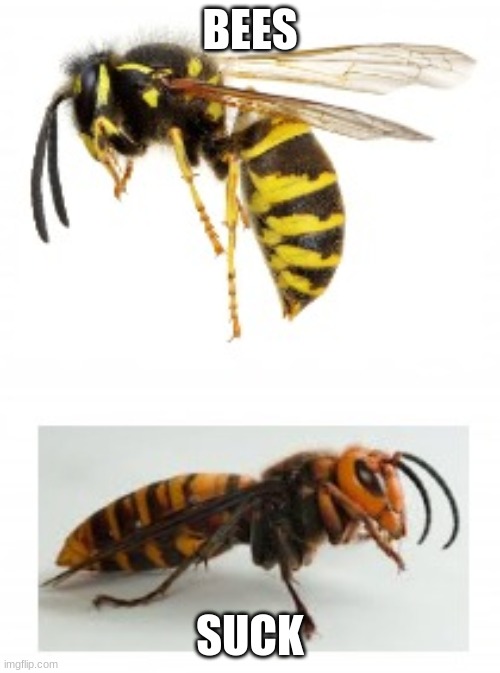 TWO BEES | BEES; SUCK | image tagged in two bees | made w/ Imgflip meme maker