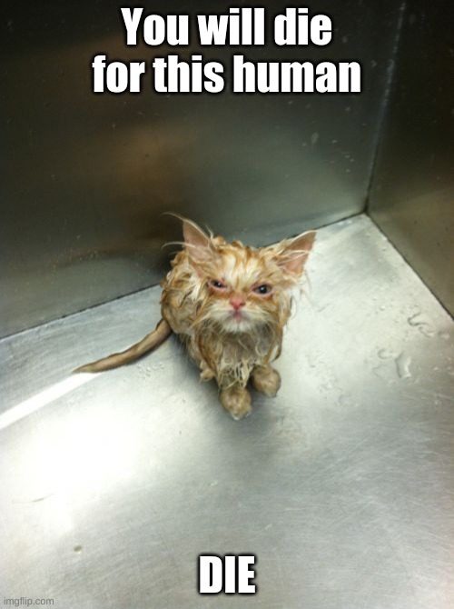 Cat |  You will die for this human; DIE | image tagged in memes,kill you cat | made w/ Imgflip meme maker