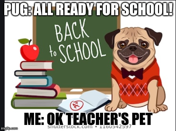 PUG: ALL READY FOR SCHOOL! ME: OK TEACHER'S PET | image tagged in pugs,funny,funny memes,teachers,pets | made w/ Imgflip meme maker