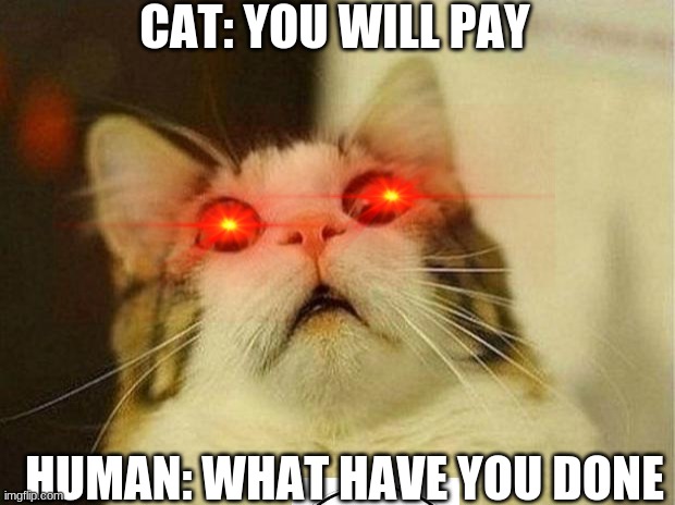 cats | CAT: YOU WILL PAY; HUMAN: WHAT HAVE YOU DONE | image tagged in memes,scared cat | made w/ Imgflip meme maker