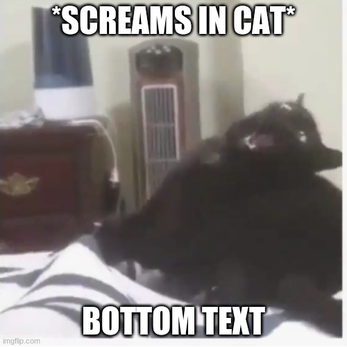 SCREAMING CAT | *SCREAMS IN CAT*; BOTTOM TEXT | image tagged in screaming cat | made w/ Imgflip meme maker